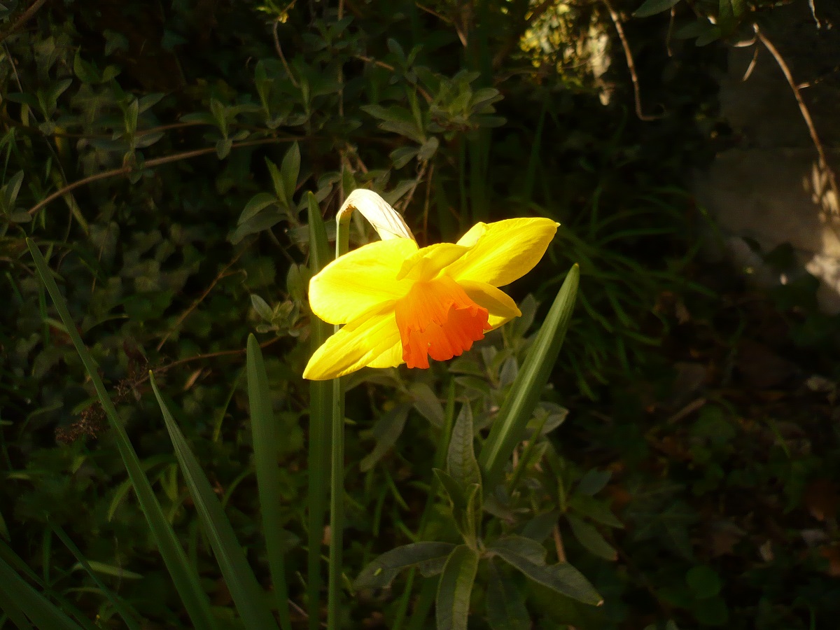 Narcissus x incomparabilis (Amaryllidaceae)